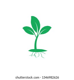 green plants and roots