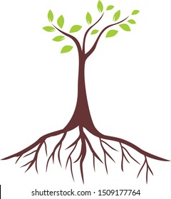 
green plants and roots that are sprouting