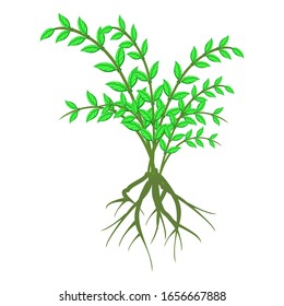 Green plants with roots. Vector illustration on white background.