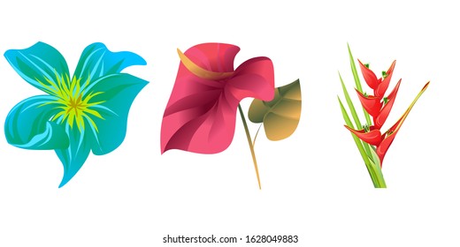 Green Plumeria. Red Calla. Red Heliconia Bihai. Vector illustration. Isolated illustration element. Floral botanical flower. Wild leaf wildflower isolated. Exotic tropical hawaiian jungle.