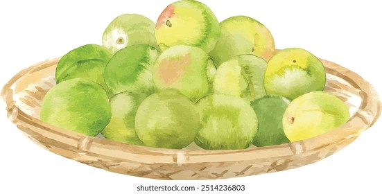 Ciruelas verdes para vino de ciruela colocadas en un dibujo de Ilustración vectorial de acuarela de cesta de bambú aislado