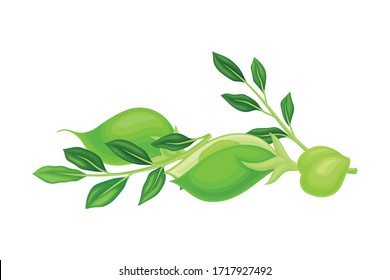 Green Pod of Chickpea as Annual Legume Plant with Green Proteinic Pea Inside Vector Illustration