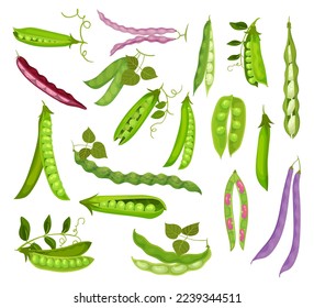 Green Pod with Peas and Beans as Agricultural Crop Big Vector Set