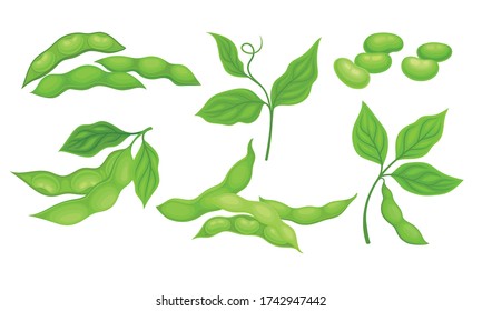 Green Pods with Green Leaves and Soy Beans Inside Vector Set