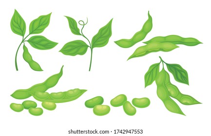 Green Pods with Green Leaves and Soy Beans Inside Vector Set