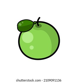 Green Pomelo fruit (Jeruk Bali) on white background - Pomelo illustrator vector