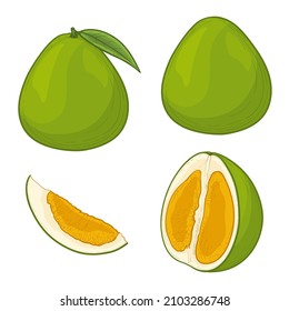 Green Pomelo fruits isolated on white background. Vector illustration in cartoon style.