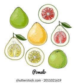 Green pomelo. Vector food icons of fruits. Colored sketch of food products.