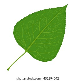 Green poplar leaf vector illustration isolated on a white background