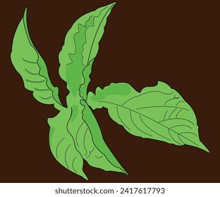 Green potato leaves. The sprout is drawn with five leaves that look in different directions, they are connected to each other.