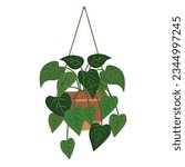 Green pothos or devil's ivy plant, hanging house plant, vines vector illustration isolated on white background