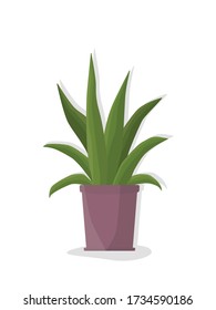 Green potted plant on white background