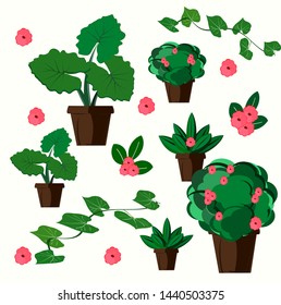 Green potted plants, tropical plants, vector illustrations Isolated white background