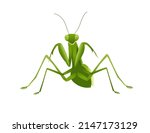 Green praying mantis cartoon bug design vector illustration