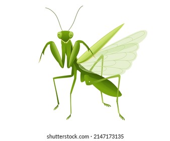 578 Cartoon praying mantis Images, Stock Photos & Vectors | Shutterstock