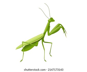 Green praying mantis cartoon bug design vector illustration