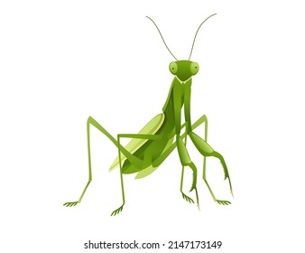 Green praying mantis cartoon bug design vector illustration