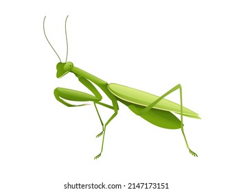 578 Cartoon praying mantis Images, Stock Photos & Vectors | Shutterstock