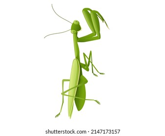 Green praying mantis cartoon bug design vector illustration