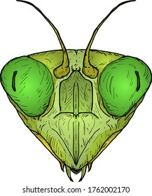 A Green Praying Mantis Head. Hand Drawn Vector Illustration.