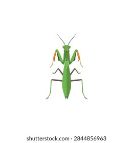 Green praying mantis insect flat vector illustration isolated on white background