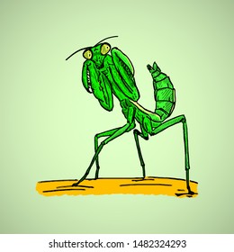 A Green Praying Mantis Insect. Hand Drawn Vector Illustration.