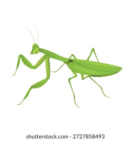 Inseto de louva-a-deus verde sobre fundo branco ilustração vetor mostrando sua estrutura corporal detalhada e membros em um design claro