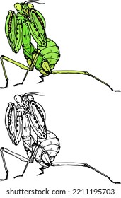 Green Praying Mantis, Isolated Against White. Hand Drawn Vector Illustration.