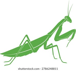 Green Praying Mantis in Natural Pose on Leaf