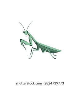 Green Praying Mantis Vector Illustration Isolated on White Background for Wildlife and Nature Design