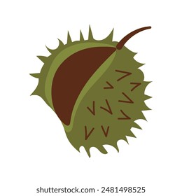 Green prickly chestnuts with brown nuts without leaves. Vector illustration in a flat style drawn by hand.