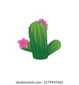 Green prickly desert cactus with cute pink flowers flat style, vector illustration isolated on white background. Nature blooming plant, decorative design element