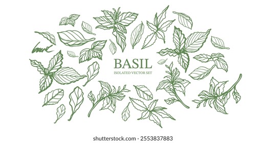 Green and purple basil hand drawn isolated vector set on the background. Vintage style of illustration. Fresh herb leaves plant. Basil herbal Ingredient. Spices.	