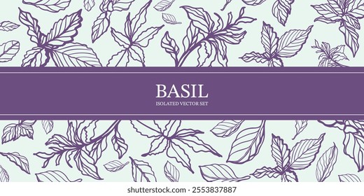 Green and purple basil hand drawn isolated vector set on the background. Vintage style of illustration. Fresh herb leaves plant. Basil herbal Ingredient. Spices.	