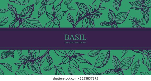 Green and purple basil hand drawn isolated vector set on the background. Vintage style of illustration. Fresh herb leaves plant. Basil herbal Ingredient. Spices.	