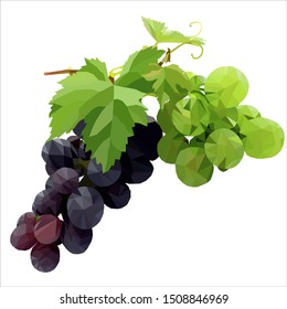 green and purple grapes low poly vector illustration