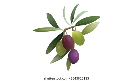 Green and purple olive branch set. Olives twigs with leaves. Best for olive products, farm market products,  design art, drawing clipart, Illustration painting, Graphic logo olive vector.