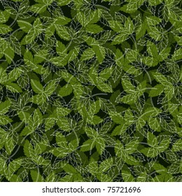 Green raspberry leaves