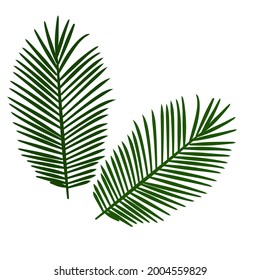 Green rattan palm leaves are suitable for use as a background or ornament for cosmetic products to make them more aesthetic