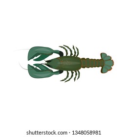 Green raw lobster illustration. Mollusc, ocean, seafood. Nature concept. Vector illustration can be used for topics like sea animals, sea, restaurant, eating