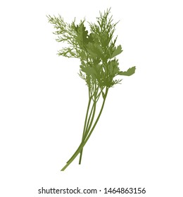 The Green Raw Parsley and Bunch of fresh dill Spice Ingredient for Healthy Food or Salad. Vector EPS 10 format illustration