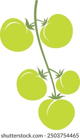 Tomates verdes crudos en una rama - Imagen de Vector de alta calidad para productos frescos, Ilustraciones vegetales y arte botánico