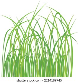 Vector de ilustraciones de césped verde realista