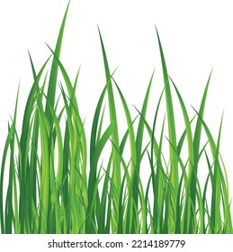 Green realistic grass ilustration vector