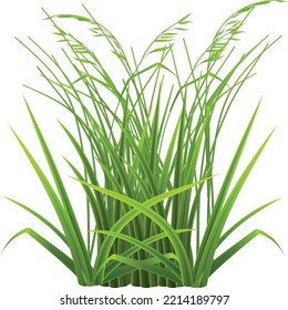 Vector de ilustraciones de césped verde realista