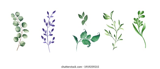 Green realistic herbs. Eucalyptus, fern plant, greenery foliage plants, botanical natural leaves herbs isolated vector illustration set.