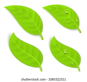Green realistic leaves