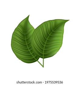 Green realistic leaves. Isolated. Vector.