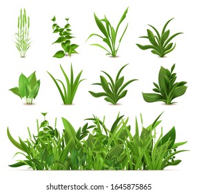 Green realistic spring grass. Fresh plants, garden seasonal growth grass, botanical greens, herbs and leaves vector isolated icons set. Natural lawn meadow bushes, floral vegetation border