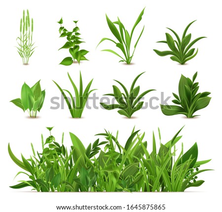 Green realistic spring grass. Fresh plants, garden seasonal growth grass, botanical greens, herbs and leaves vector isolated icons set. Natural lawn meadow bushes, floral vegetation border